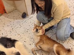 -喜柴咖啡·柴犬狗咖