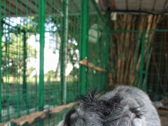 -成都安仁福朋喜来登酒店