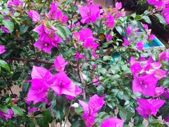 -浔岚云舍mist静谧观景美宿(丽江古城店)