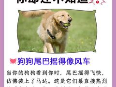 -唐小姐の猫狗洗护·购宠旗舰店(周浦万达店)