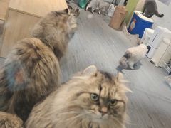-猫亿天猫咖