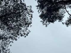 -铁山坪森林公园