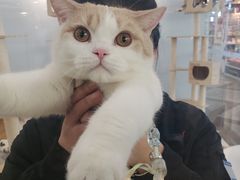 -猫冇咖·家门口的撸猫馆(大融城店)