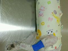 -米苏动物医院·犬猫专科·骨科外科内窥镜