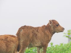 -仰天湖大草原