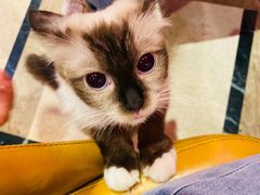 -猫色咖啡·猫咖