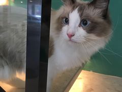 -飞行喵MR PILOT|猫舍·猫咖(静安大融城店)