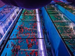 -花鸟鱼虫鲜花绿植市场(玉泉路店)