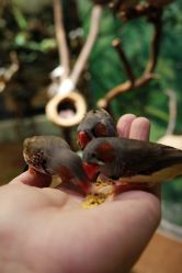 -Zoolung Zoolung动物主题公园(海信广场店)