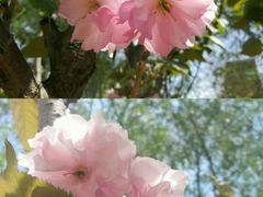 -长白岛森林公园