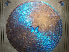 -上海昆虫博物馆