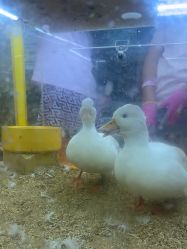 -神奇动物撸宠馆·羊驼·小浣熊·异宠(豫园店)