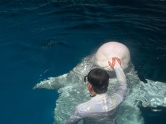 -海合安武汉极地海洋公园