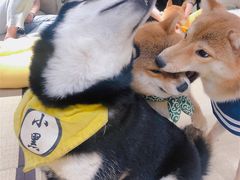 -逗柴咖啡屋·狗咖猫咖宠物桌游