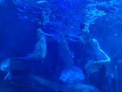 -江和美海洋公园