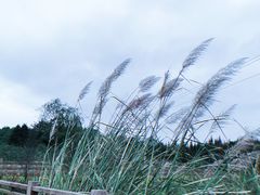 -桤木河湿地公园