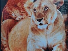 -罗红摄影艺术馆