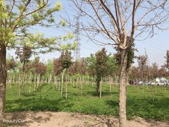 -甜心庄园·甜心草莓采摘园(西青中北店)
