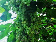 -金谷域澳洲庄园