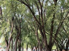 -野鸭湖国家湿地公园