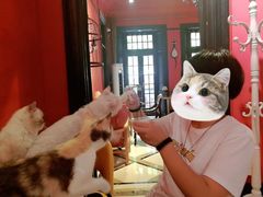 -猫色咖啡·猫咖