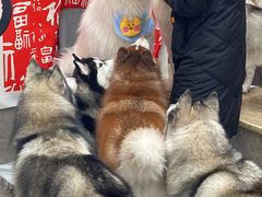 -星多哈·狗咖·拼豆·咖啡