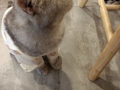 -楼上猫咖(罗湖店)