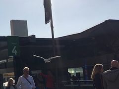 -悉尼歌剧院