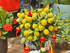 -双季花艺园艺市场(浦东店)