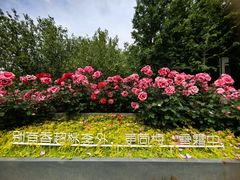 -大望京公园