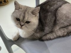 -豆逗聊愈猫阁Easy Life