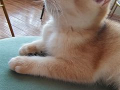 -这儿没有猫·猫咖萌宠馆·撸猫