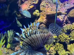 -上海海洋水族馆