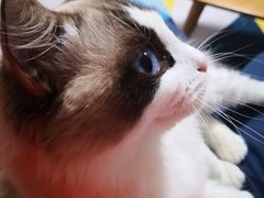 -Bastet sally猫舍购宠(静安店)