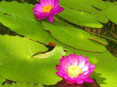 -国家植物园南园