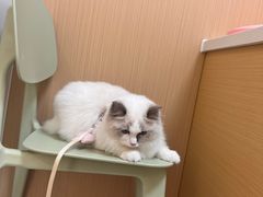 -瑞派康怡24h宠物医院·犬猫医疗中心·微创绝育(瑞景分院)