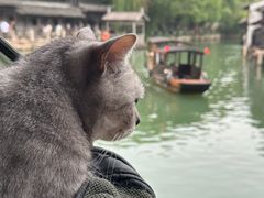 -乌镇东栅景区