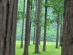 -黄海国家森林公园