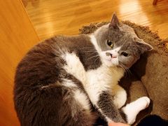 -滚猫咖啡·猫咖·猫友好撸猫(未来城店)