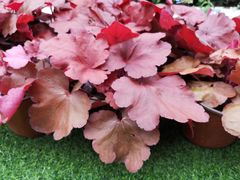 -重庆市江北嘴中央商务区中央公园