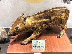 -中山市树木园