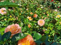 -人民公园(罗湖区)