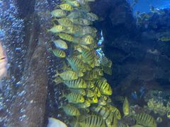 -太平洋海底世界