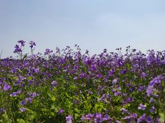 -合肥滨湖国家森林公园