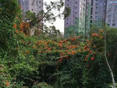 -燕晗山郊野公园