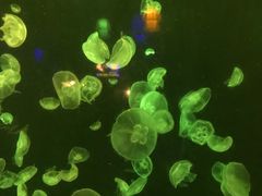 -太平洋海底世界