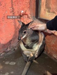 -Zoolung Zoolung动物主题公园(海信广场店)