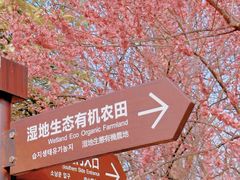 -洋湖国家湿地公园