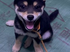 -爱妮康宠物医院·干细胞免疫细胞·肿瘤·心脏(张江店)