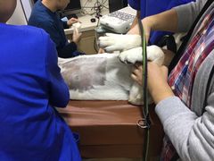 -芭比堂宠物医院·全科爱猫医院·仁德分院